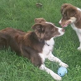 Border Collie Puppies from Gold Creek Ranch Border Collies