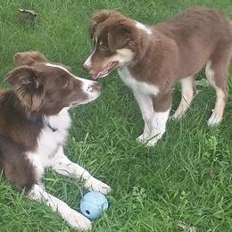 Border Collie Puppies from Gold Creek Ranch Border Collies
