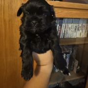 Green Boy - Black male Shorkie puppy in San Tan Valley, Arizona from Great Mates