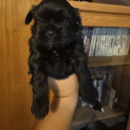 Green Boy - Black male Shorkie puppy in San Tan Valley, Arizona from Great Mates