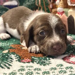 Noah - Chocolate male Dachshund puppy in Hensley, Arkansas from The Dachshund Barn