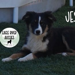Jesien (Polish for Autumn) - Miniature Australian Shepherd puppy from Eagle River Aussies