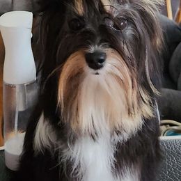 Angel - Biewer Terrier