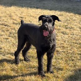 Kenya - Giant Schnauzer