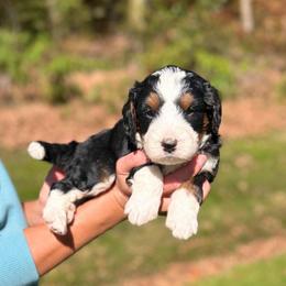 Jack - Tri-color male Bernedoodle puppy in Sugarcreek, Ohio from Cuddly Companion Doodles