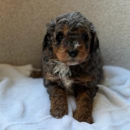 Banjo - Merle male Bernedoodle puppy in Statesville, North Carolina from Loves legacy Doodles