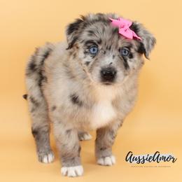 Bi Blue Merle Long tail 2 Blue eyes - Blue merle female Miniature Australian Shepherd puppy in Pinehurst, Texas from Aussie Amor