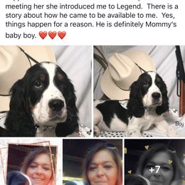 English Springer Spaniel Puppies from River’s Edge ~ English Springer Spaniels