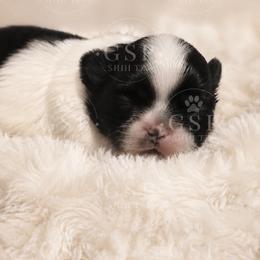 Willow - Black and white female Shih Tzu puppy in Fort Worth, Texas from Gigi’s Superior Shih Tzus