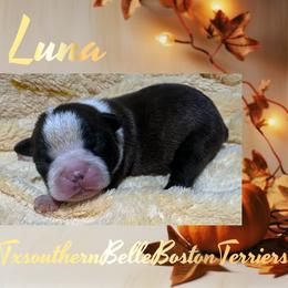 Luna - Red female Boston Terrier puppy in Brazos Point, Texas from TX Southern Belle Boston Terriers