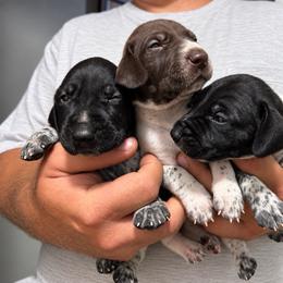 Girl 1 - Liver and white female German Shorthaired Pointer puppy in Dearborn, Missouri from Hardwood Kennels