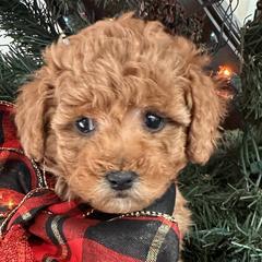 Labradoodles from Revasdoodles