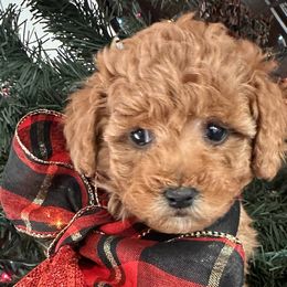Labradoodles from Revasdoodles