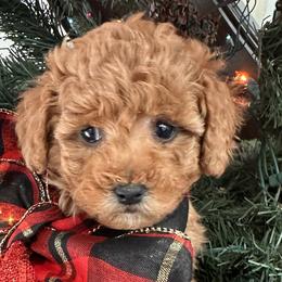 Labradoodles from Revasdoodles
