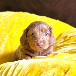 Lady Liberty - Fawn (isabella) and tan female Dachshund puppy in Austin, Texas from Duchess Daphne's Doxie Empire