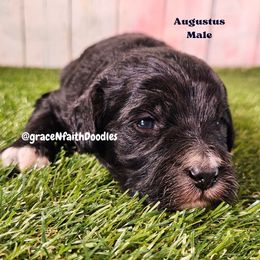 Agustus - Silver male Goldendoodle puppy in Peytno, Colorado from Grace N Faith Doodles