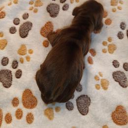 Dorothy - Chocolate and tan female Dachshund puppy in Marshall, Texas from Wilson's Kennels