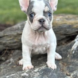 Brandy - Tricolors female French Bulldog puppy in Ronks, Pennsylvania from Bleu Rock French Bulldogs