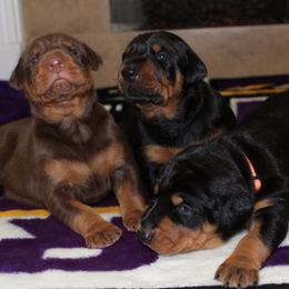 Doberman Pinscher Puppies from Franklin Dobermans