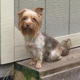 Maple - Yorkshire Terrier