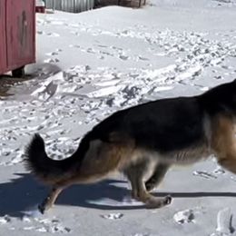 German Shepherd All Grown Up from Jimeni GSD
