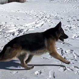 German Shepherd All Grown Up from Jimeni GSD