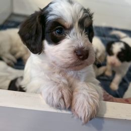 Moni - Liver white and tan Springerdoodle puppy in Collinsville, Oklahoma from Sweet Sunny Sproodles