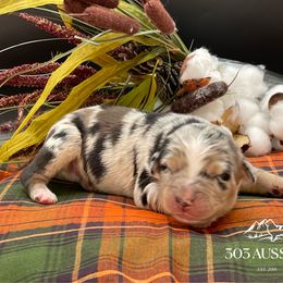 BMM - Blue merle male Australian Shepherd puppy in Thornton, Colorado from 303 Aussies