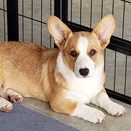 Cardigan Welsh Corgis from Wyndower Cardigans