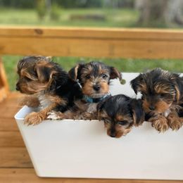 Yorkshire Terrier Puppies from Elaine’s Pup Co.