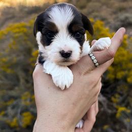 Milly - female Biewer Terrier puppy in Mapleton, Utah from Biewer Bliss Kennel