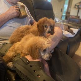 Miniature Australian Shepherd and Poodle All Grown Up from KE of Misty Meadows aka KaRons