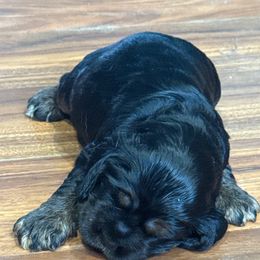 Rainbow - Black white and tan male Cocker Spaniel puppy in Staten Island, New York from Minster Cocker Spaniels