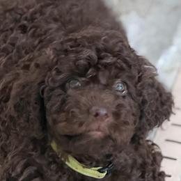 Guido - Brown roan male Lagotto Romagnolo puppy in Chico, California from Anna’s Lagottos