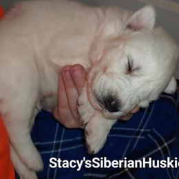 Tony - White male Siberian Husky puppy in Savannah, Georgia from Stacy's Siberian Huskies