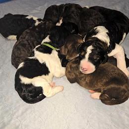 Casper - Black and white male Bernedoodle puppy in Mckenzie, Tennessee from Small Town Doodles & Poodles