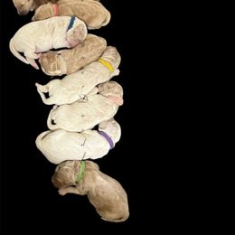 Aussiedoodle, Goldendoodle, and Poodle Puppies from Designer Doodles