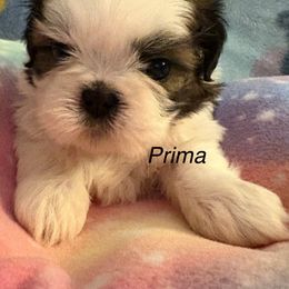 Girl 2 Prima - Gold and white female Shih Tzu puppy in Madras, Oregon from Maridee’s ShihTzu