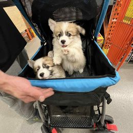 Miniature American Shepherd and Pembroke Welsh Corgi Puppies from Zugspitze Pembroke Welsh Corgis & Mini American Shepherds