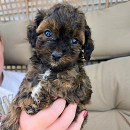 Casper - Sable male Cavapoo puppy in Blackfoot, Idaho from Rocky Desert Goldens and Cavaliers
