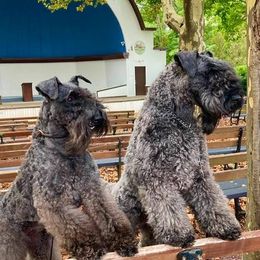 Kerry Blue Terriers from PennTerra's Kerry Blue terriers