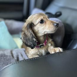 Dachshund Puppies from The long dogs of indiana