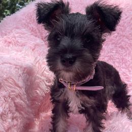 Daisy - Salt and pepper female Miniature Schnauzer puppy in Anthony, Florida from Amanda Tragash