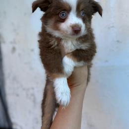 Honey - Red tri female Miniature Australian Shepherd puppy in Clarkesville, Georgia from North Georgia Gems