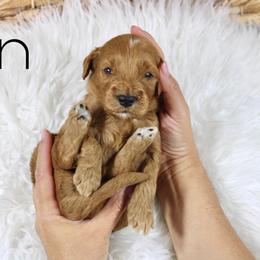 Gin - Red  male Goldendoodle puppy in Casa Grande, Arizona from AzDoodle Dandies