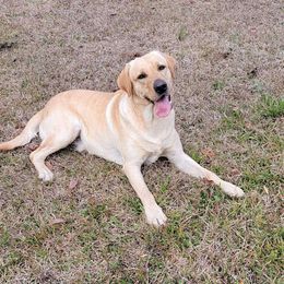 Sig - Labrador Retriever