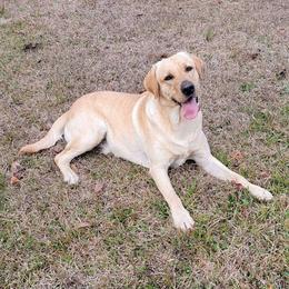 Sig - Labrador Retriever