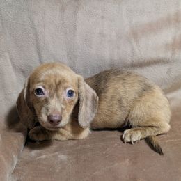 5 BooBoo the bear - Brindle male Dachshund puppy in Central Point, Oregon from MRS Long Dog Ranch