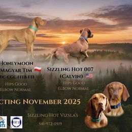 Vizsla puppies from Sizzling Hot Vizsla's