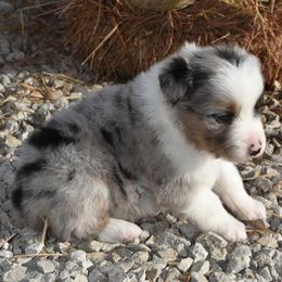 Huckleberry - Blue merle Miniature Australian Shepherd puppy in Redfield, Kansas from CY Ranch Aussies